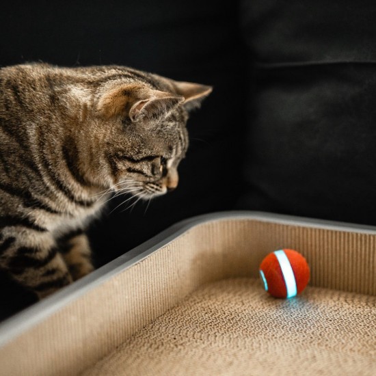 Παιχνίδι Γάτας Έξυπνη Mπάλα Cheerble M1 Interactive Cat Ball (red) Παιχνίδι Γάτας Έξυπνη Mπάλα Cheerble M1 Interactive Cat Ball (red)